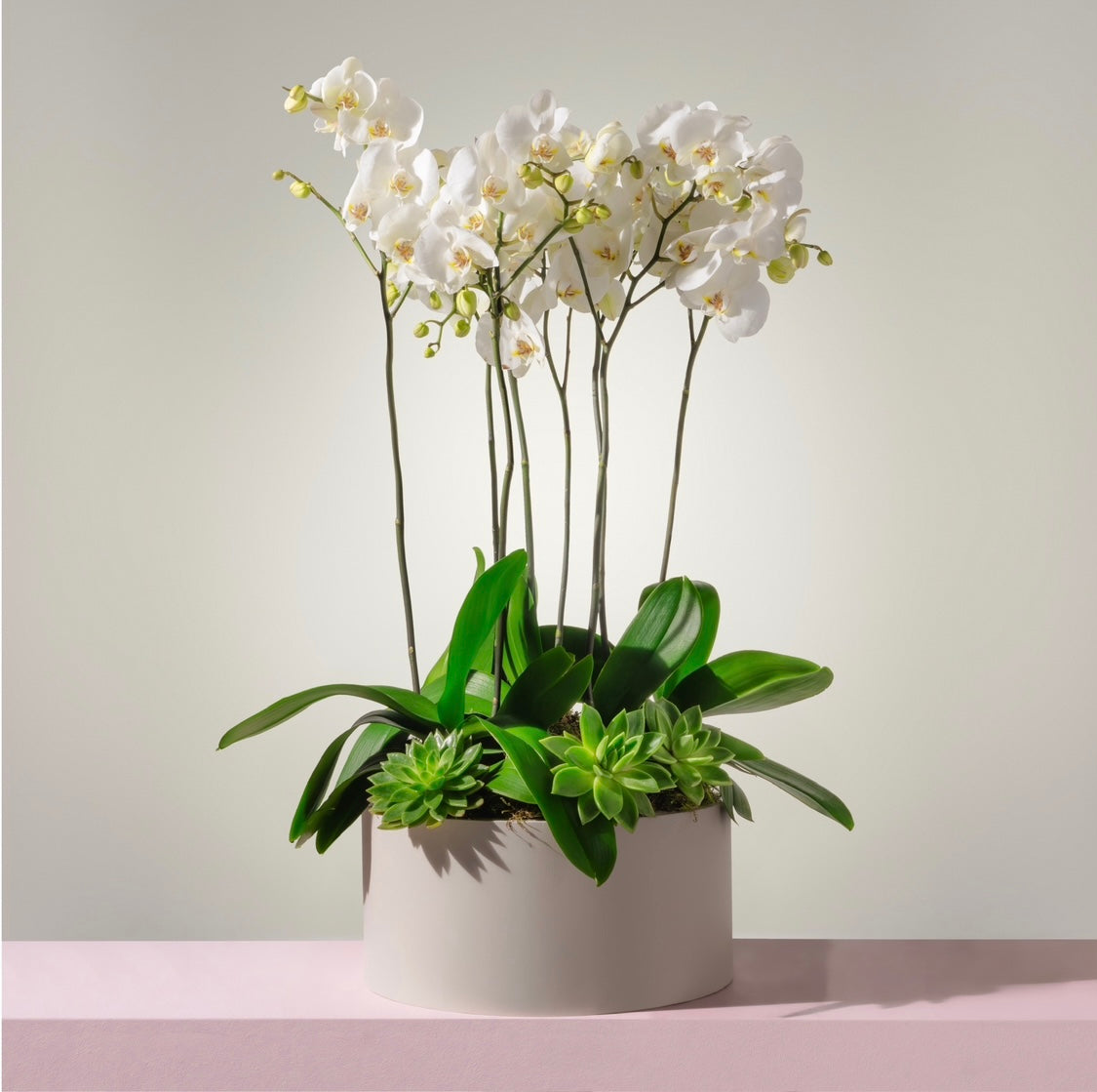 White Orchids ||