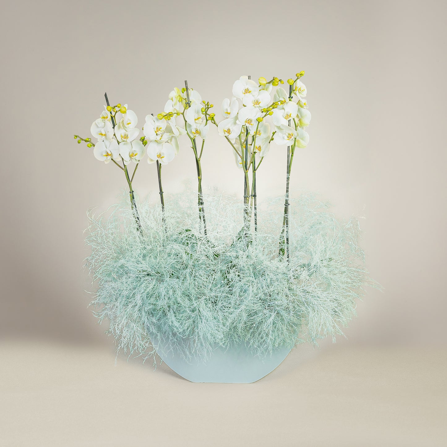 Blue Blush