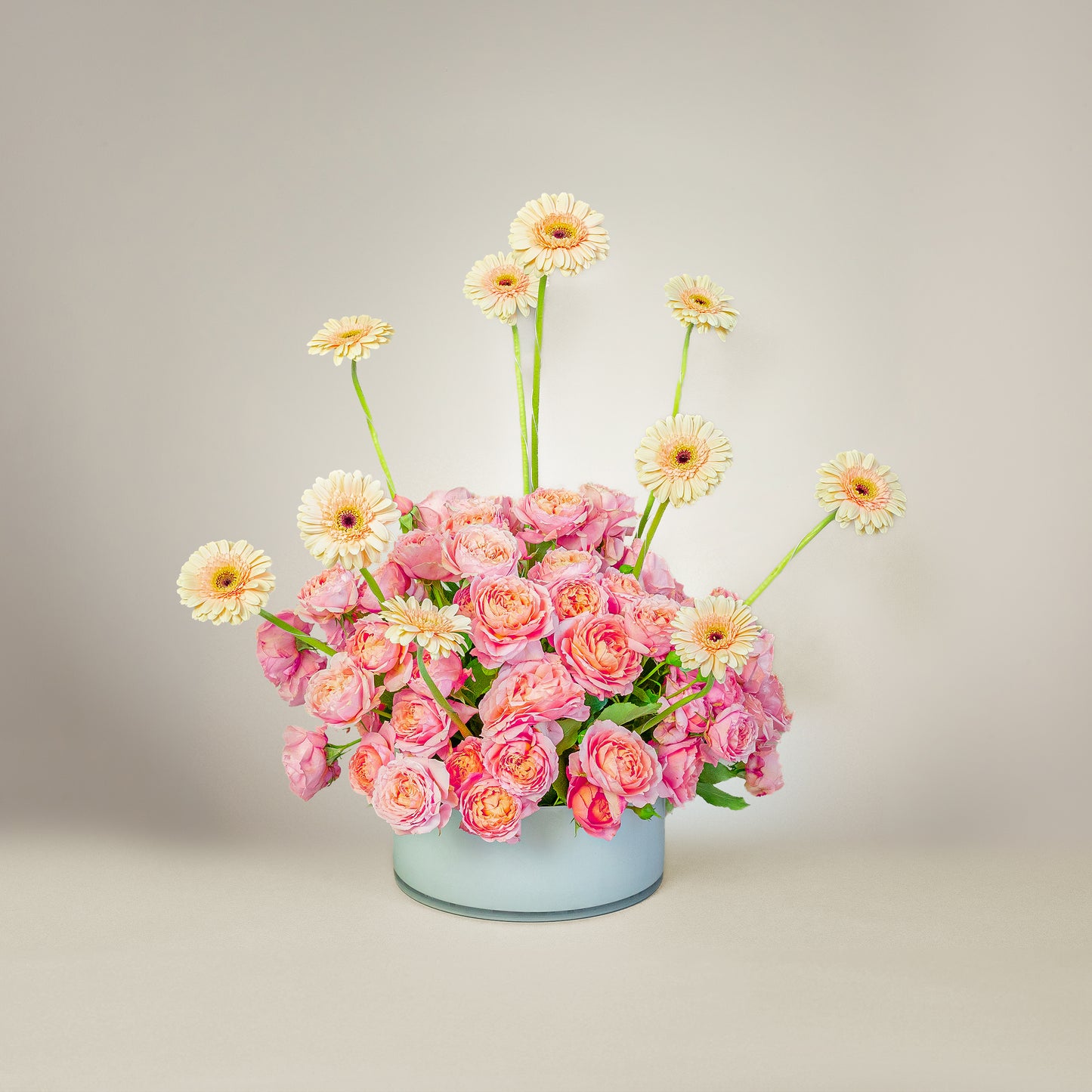 Daisy Dream