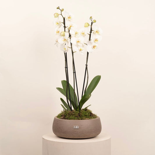 White Orchid