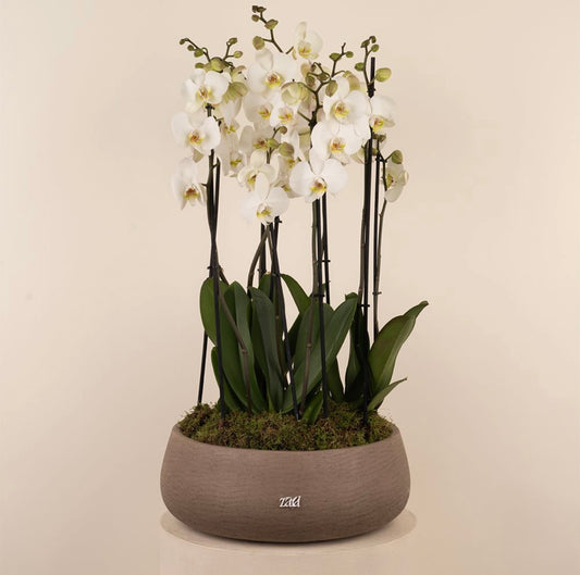 Classic White Orchids